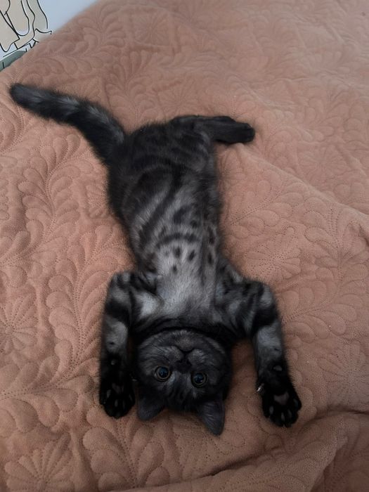 Продам котенка 4 месяца