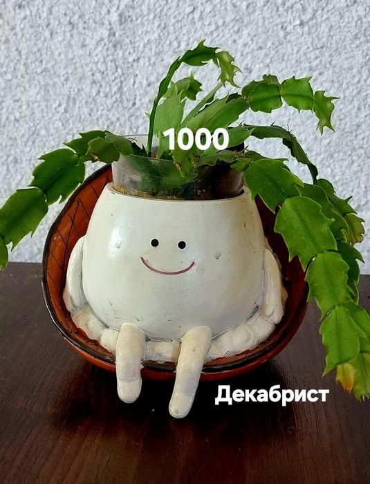 Комнатные растения от 500