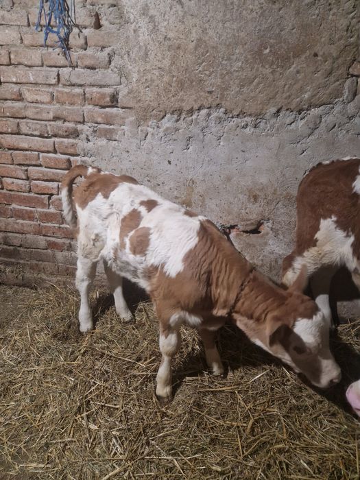 Vând un tauras si o vitea