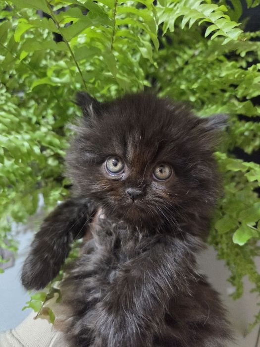 Персийски котенца