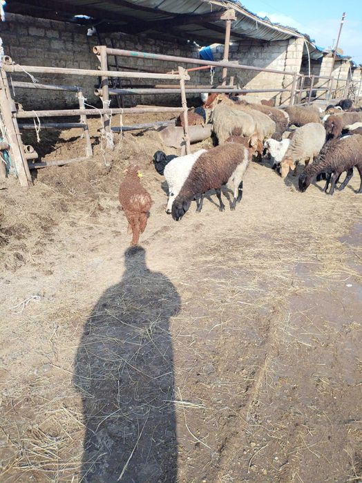 Козылы коилар сатылады