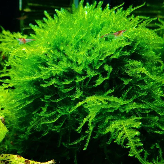 Продам мох Пламя