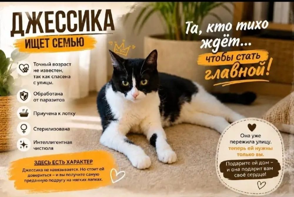 Котята бесплатно