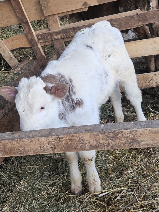 Vitei d vanzare sau schimb
