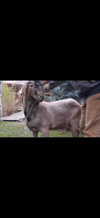 Vând țap ANGLO Nubian cu Pedigree
