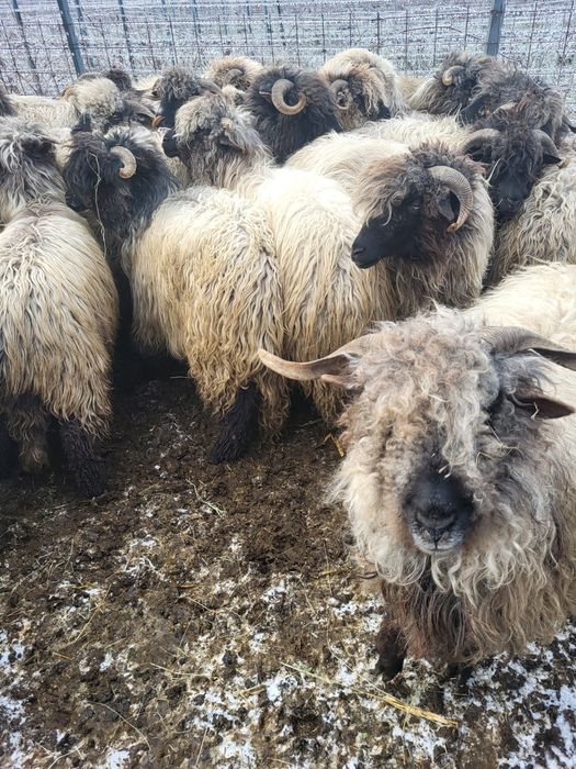 Oi bucalăi de vânzare