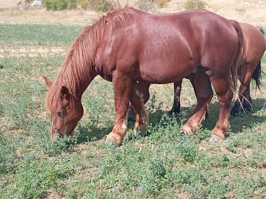 Vând  mânz în mai a făcut 2 ani foarte cuminte prețul negociabil!!