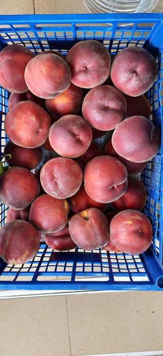 Продавам праскови Роял Глори