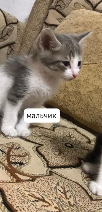 Отдам котят в добрые руки