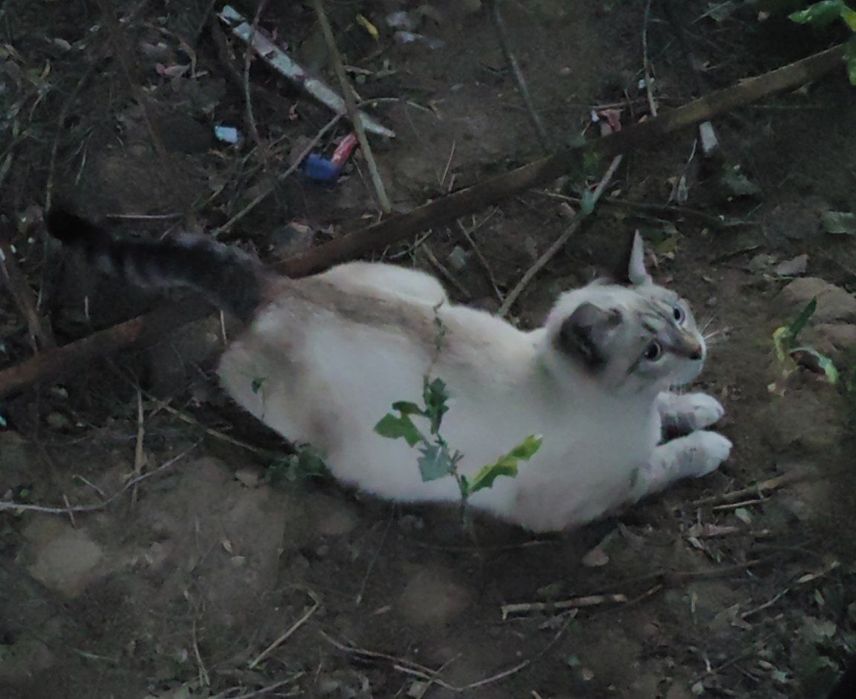 Котик,котенок,кот,бесплатно