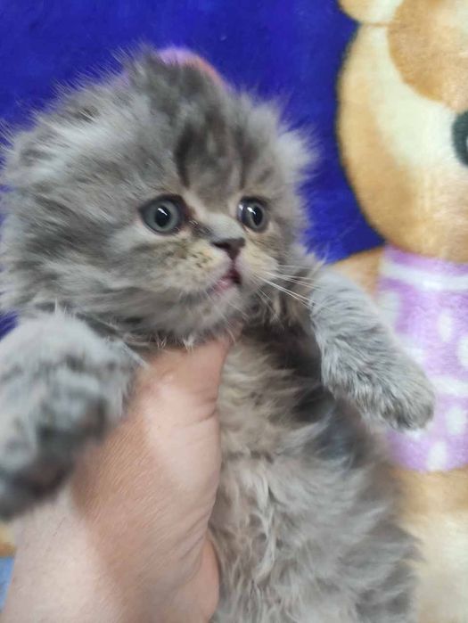 продаются котята скоттиш фолд.