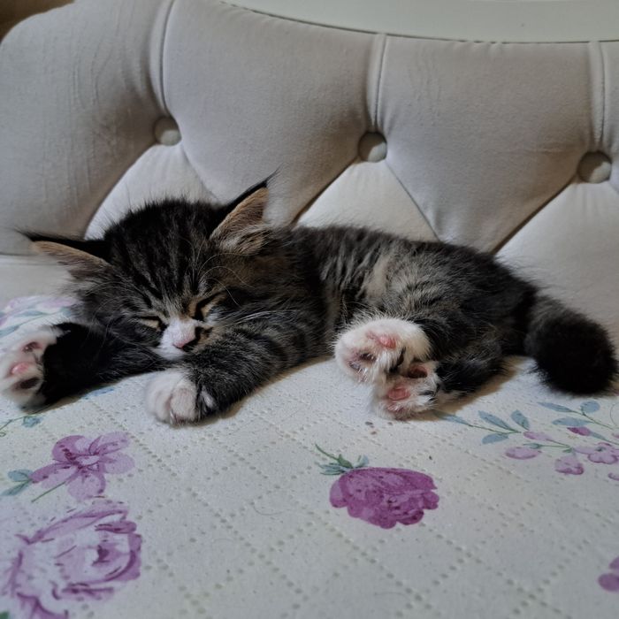 Котята 2.5 месяца