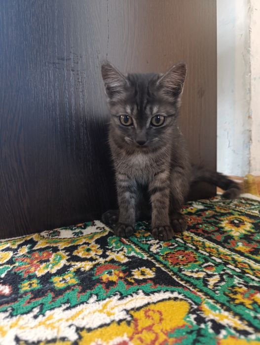 Котятки ищут новый дом
