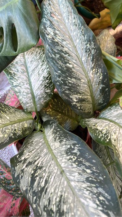 Диффенбахии домашние сортовые