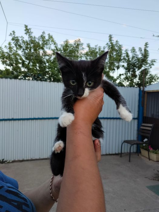 Отдам котенка в добрые руки