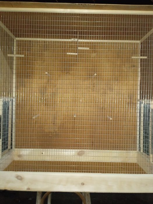 клетках для канареек