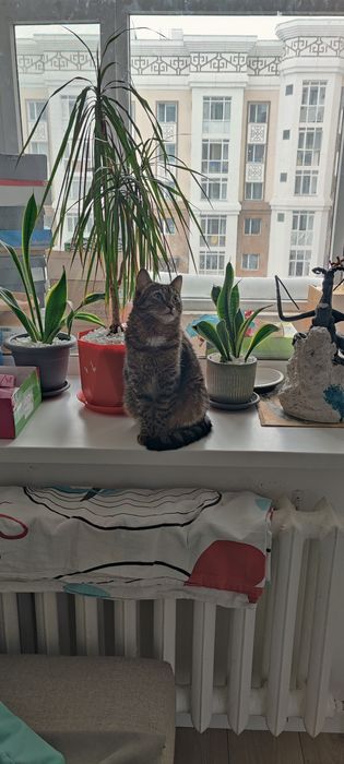 Отдам кошку 3-х лет