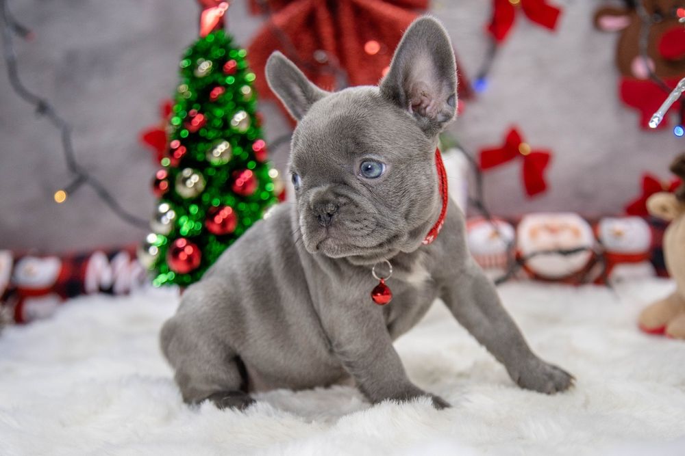 bulldog francez lilac