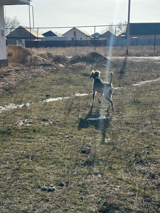 Тазы құмай Тазы.