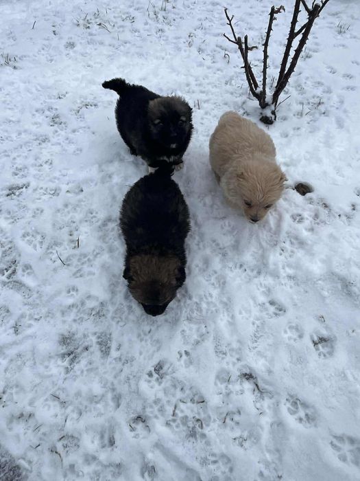 Adoptie catei Botosani!!