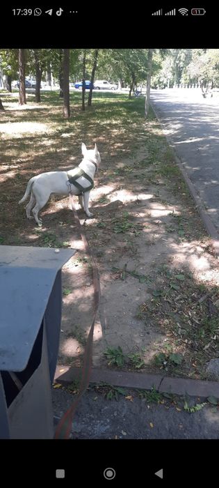 Бультерьер на вязку, разведение потомства