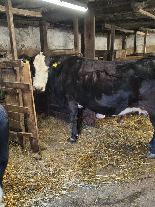 Vaca afara in 8 luni