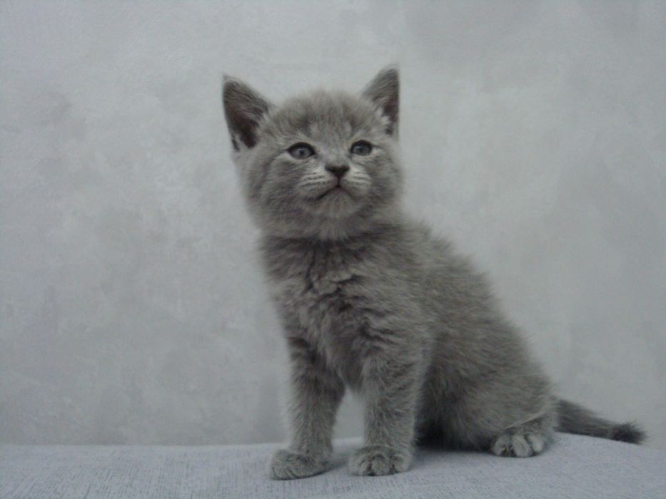 Brito-shotlan mushukchalar