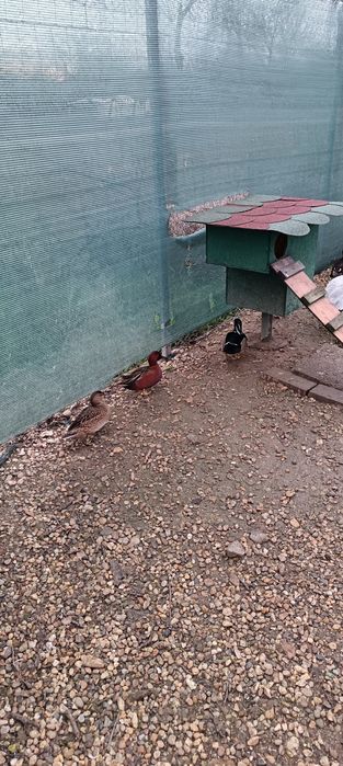 Rate exotice păsări