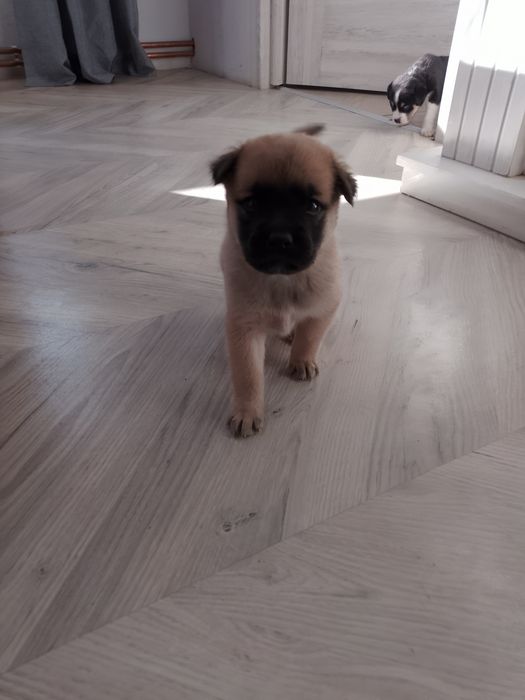 Adoption câtel....