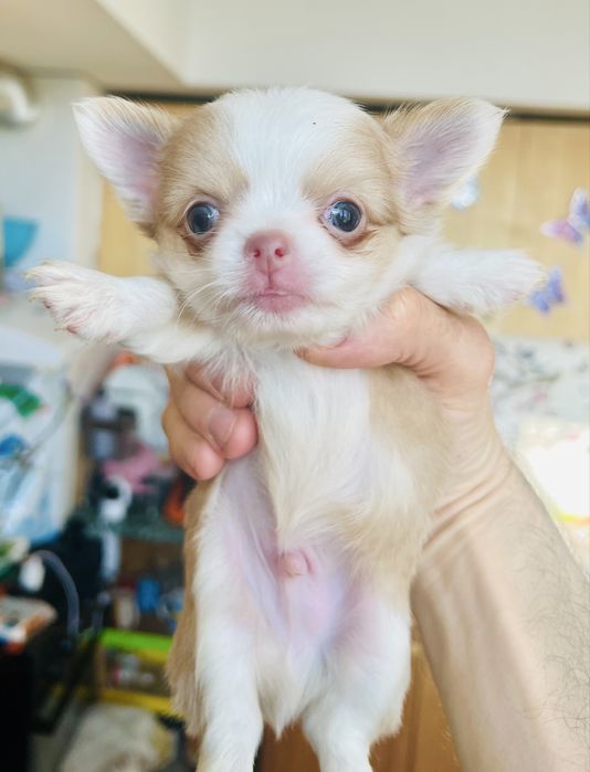 Чихуахуа момиче и 2 момчета. София зона б19.