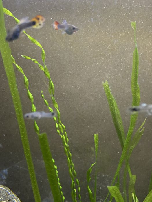 Малки гуппи 3 месеча