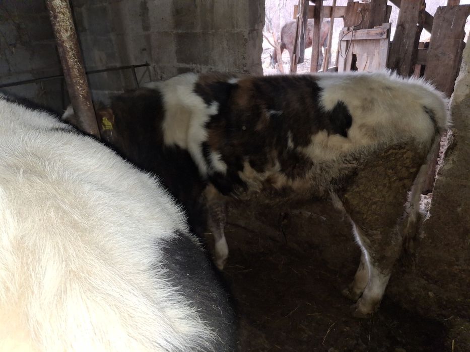 продам бычков домашние