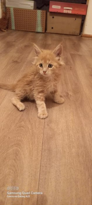 Продам котят мейн кун