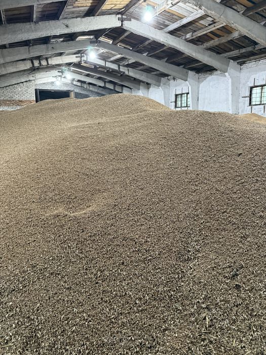 Пшеница кормовая