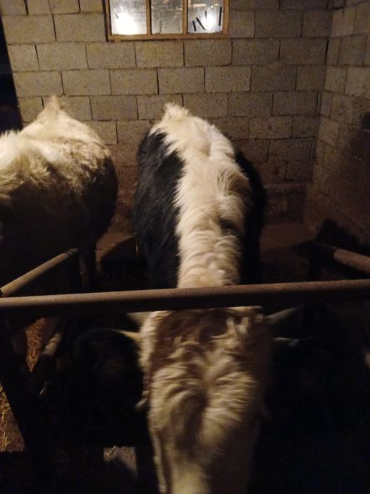 Продам бычков ...