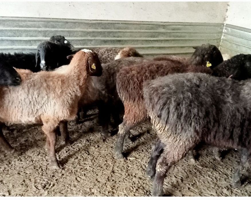 Кои токты бар сатылатын