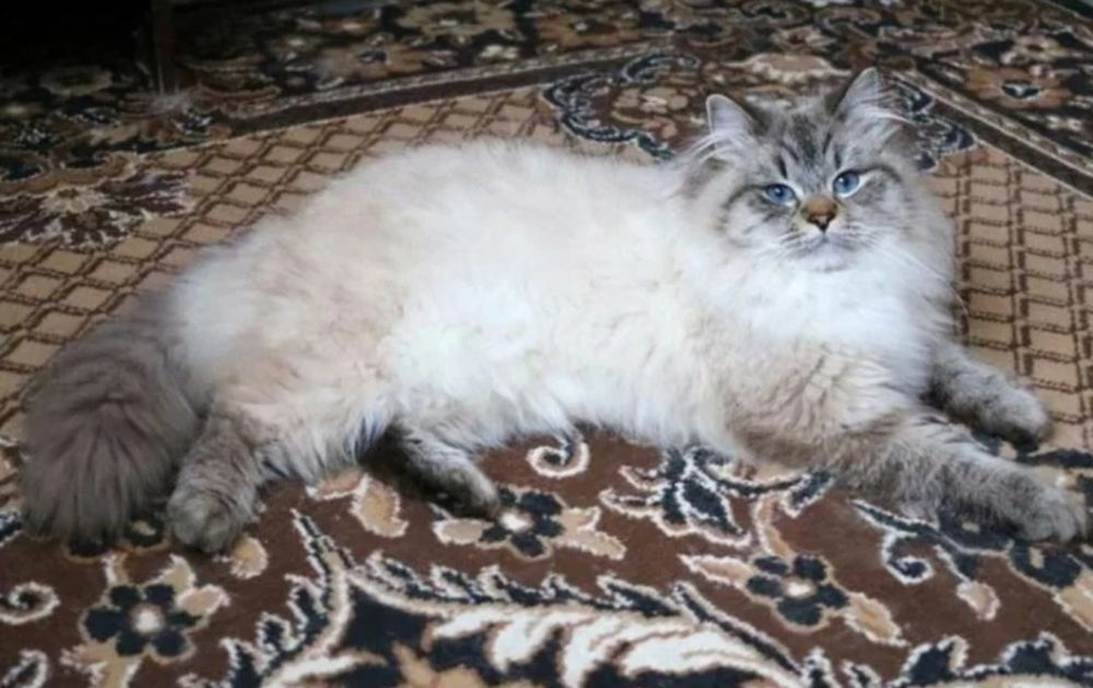 Невские маскарадные котята!