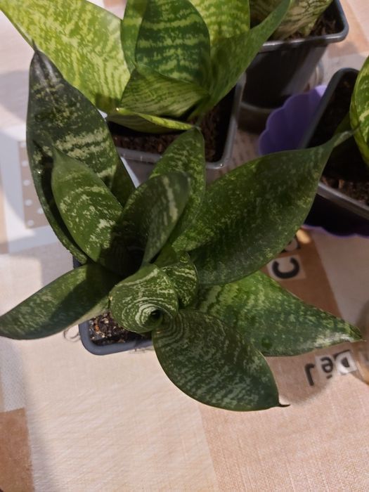 Сансевиера Хани.