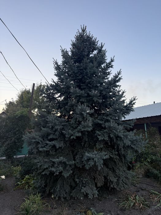 Продам Ель голубую