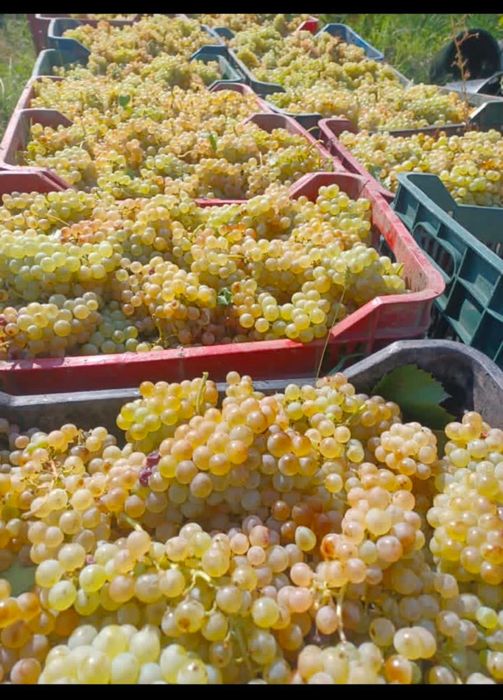Vand struguri de vin