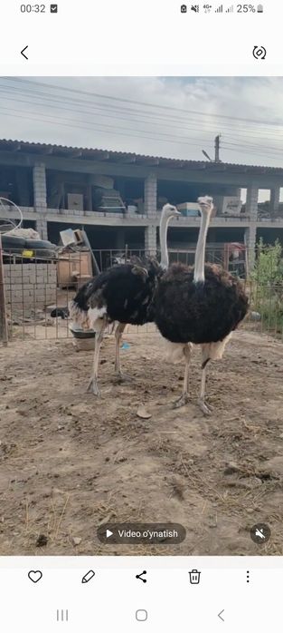 Assalomu aleykum 20 oyli tuyaqushla sotiladi 2 tasyam xoroz