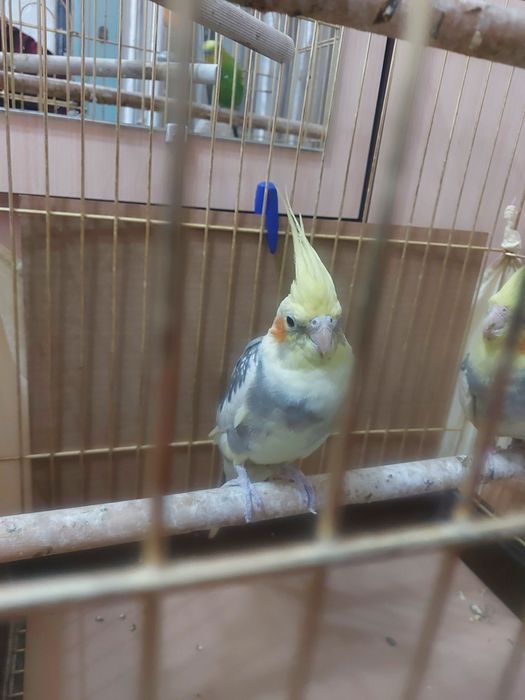 Карелла пара без клетки