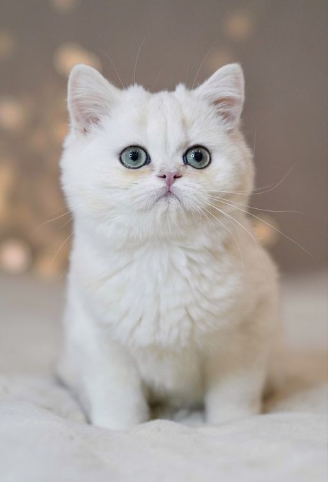 Британская золотая шиншилла