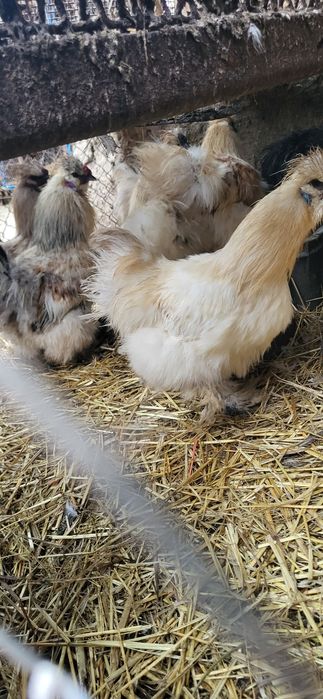 Tineret matasa japoneza