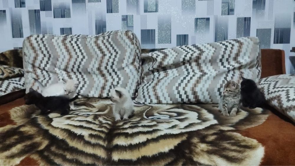 Отдам котят в добрые руки