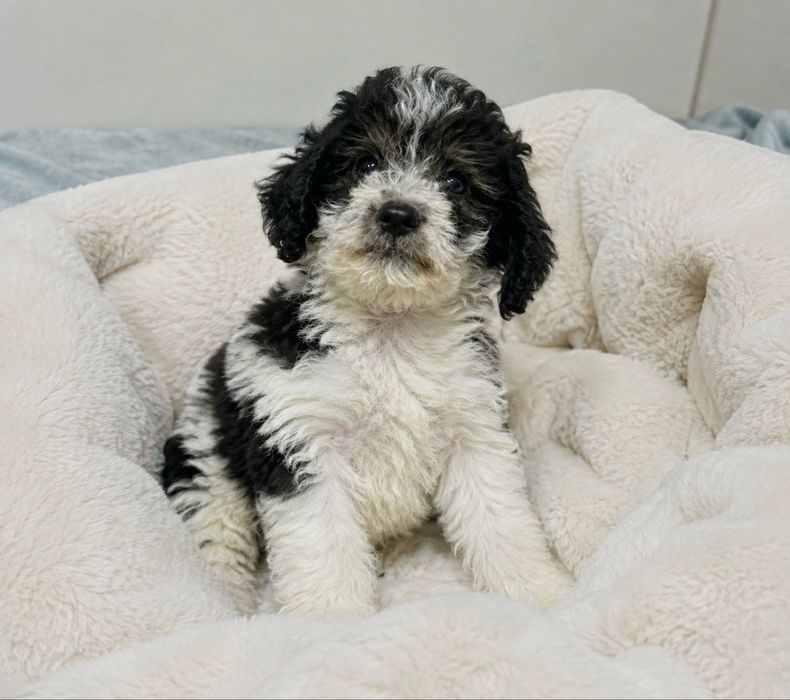 Caniche poodle mini toy
