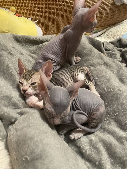 Новогоднее чудо Донской сфинкс