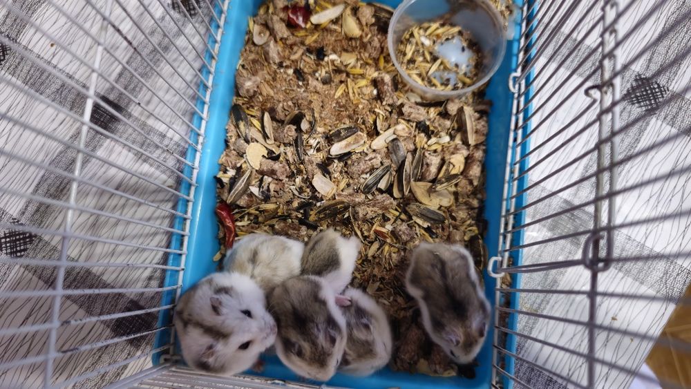 Продам джунгарских хомяков