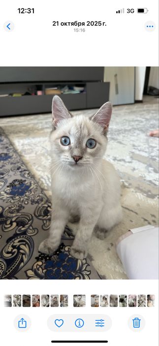 Отдам в добрые руки бесплатно