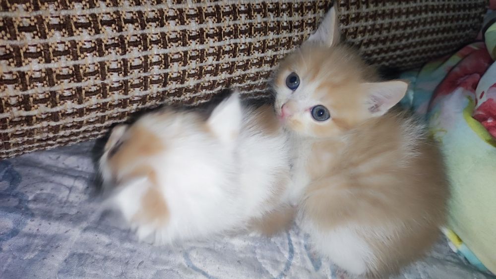 Котята, отдам даром